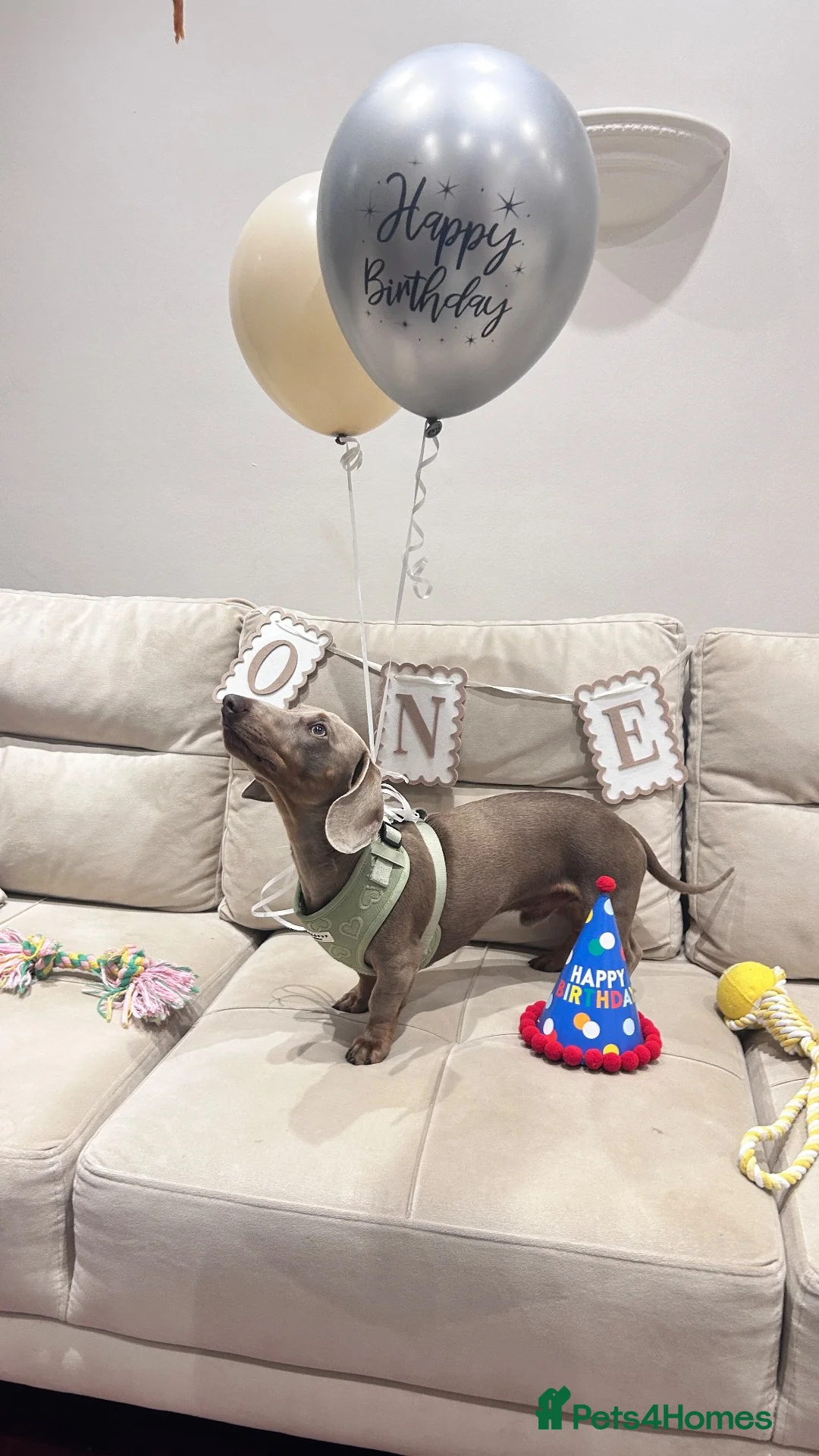 Miniature Dachshund dogs for sale: Milo sweet and cuddly boy  in South Croydon - Advert 1