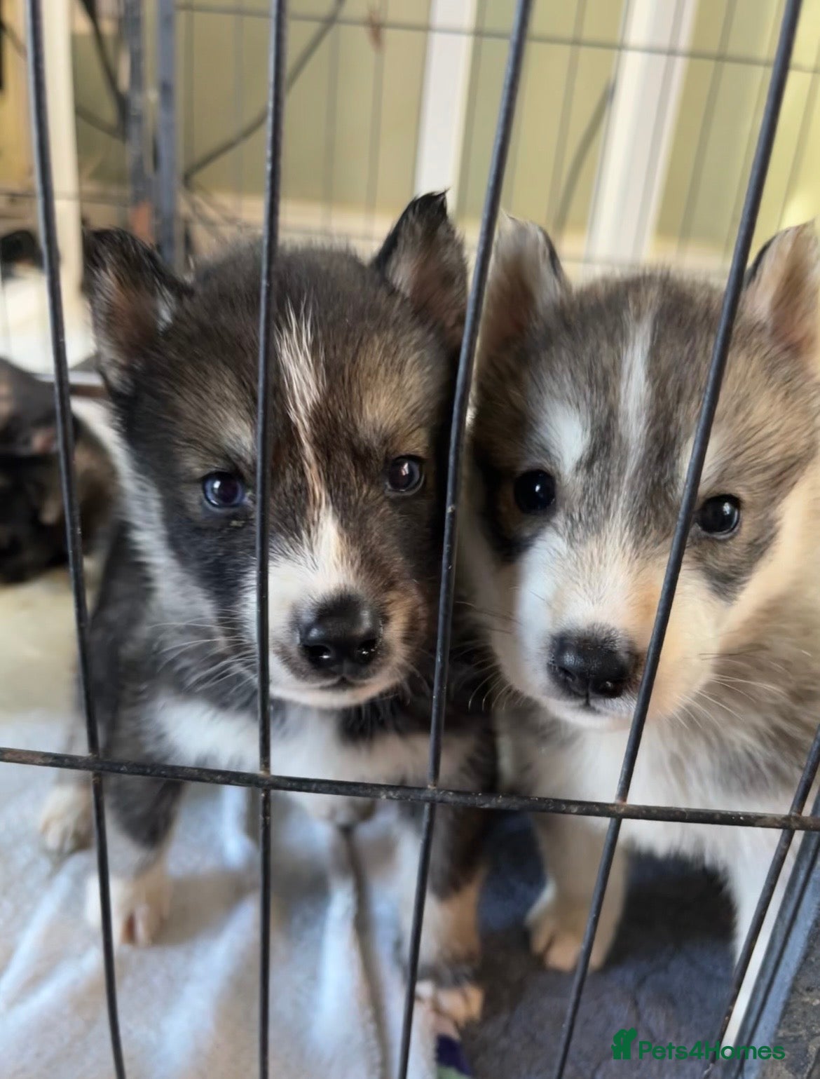 Siberian Husky dogs Outstanding KC Registered Puppies - Advert 5