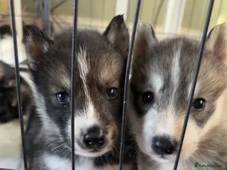 Siberian Husky dogs Outstanding KC Registered Puppies - Advert 5