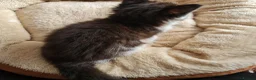 Mixed Breed cats for sale: Two Black And White Female Kittens  - Advert 15