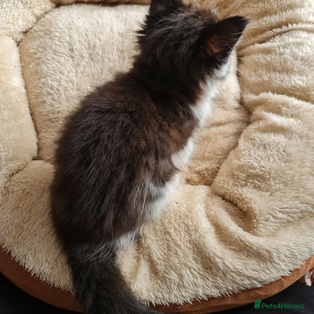 Mixed Breed cats for sale: Two Black And White Female Kittens  - Advert 15