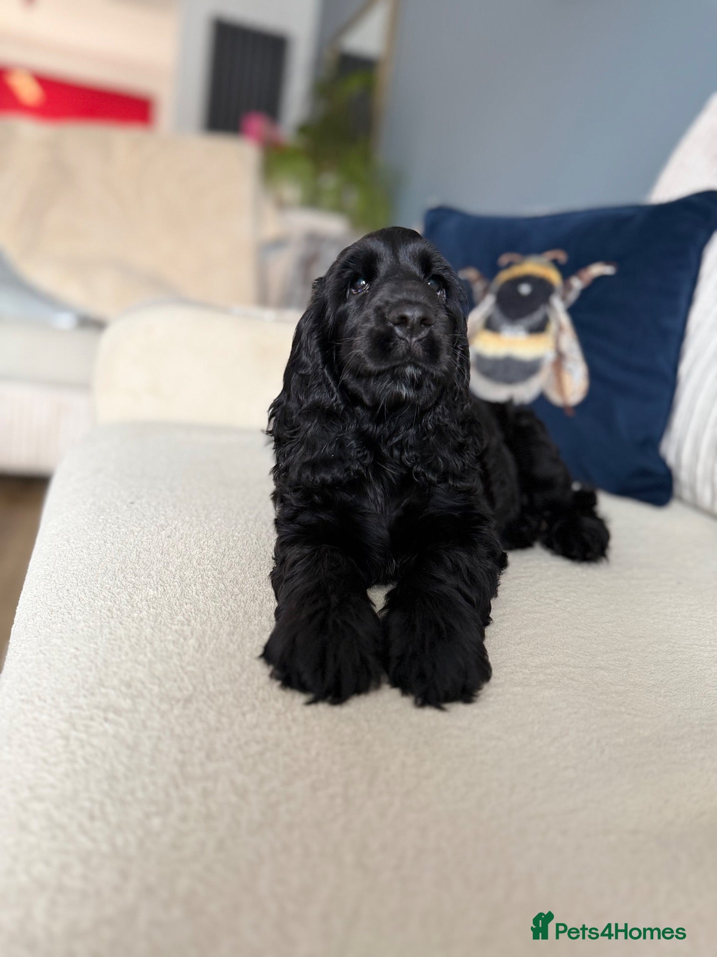 Cocker Spaniel dogs Only one little girl KC Registered show left - Advert 1