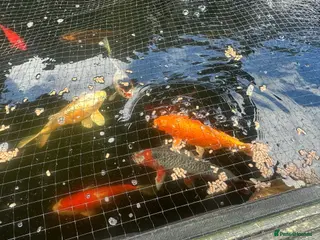 Koi Carp fish Koi for sale - Advert 18