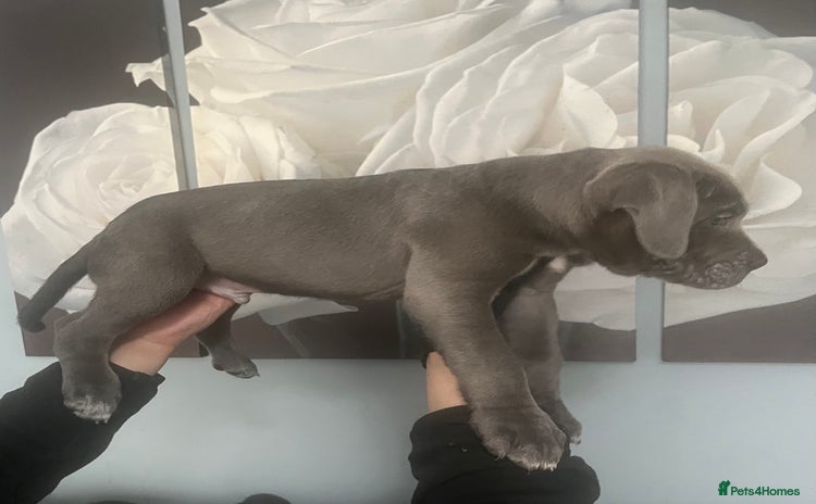 Cane Corso dogs Chunky blue  cane corso pups for sale last 2 - Advert 3