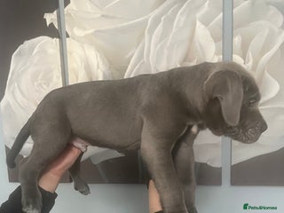 Cane Corso dogs Chunky blue cane corso pups for sale last 2 - Advert 1