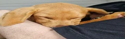 Labrador Retriever dogs for sale: Male, Red Fox Labrador Retriever Puppy in Durham - Advert 9