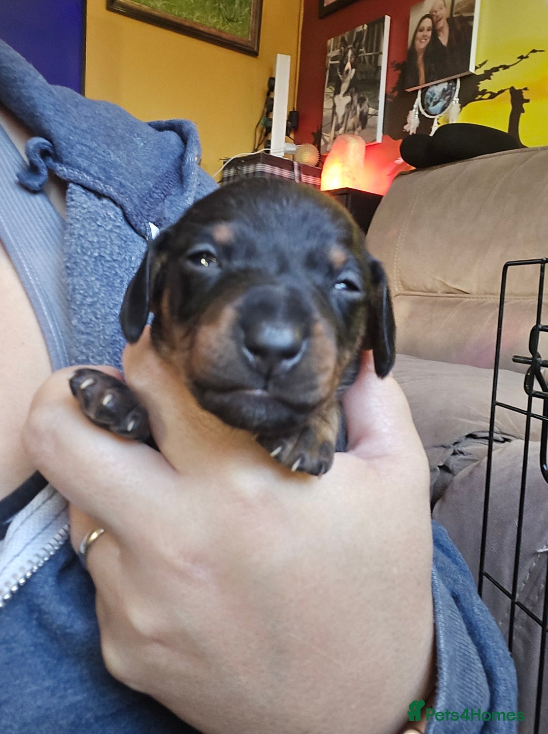 Dachshund dogs for sale: Miniature Dachshund crossbreed puppies - Advert 2