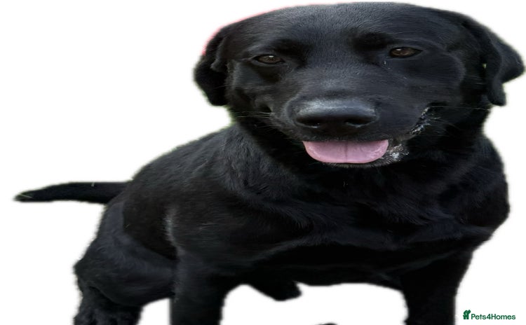 Labrador Retriever dogs - Advert 17