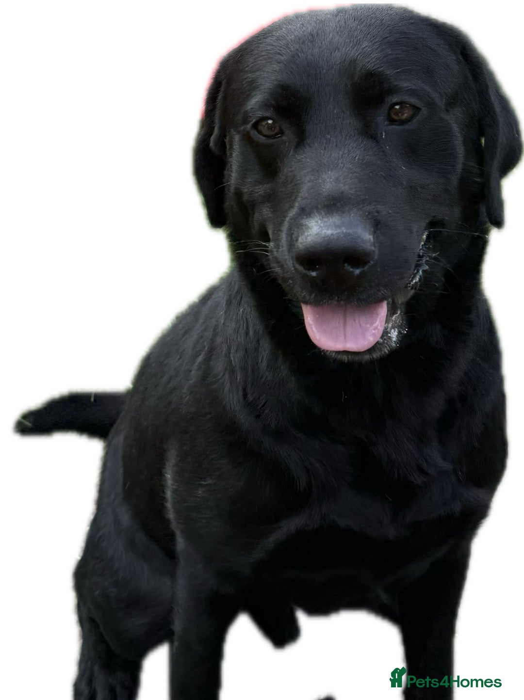 Labrador Retriever dogs for sale: Black lab Male 3 years old  - Image 1