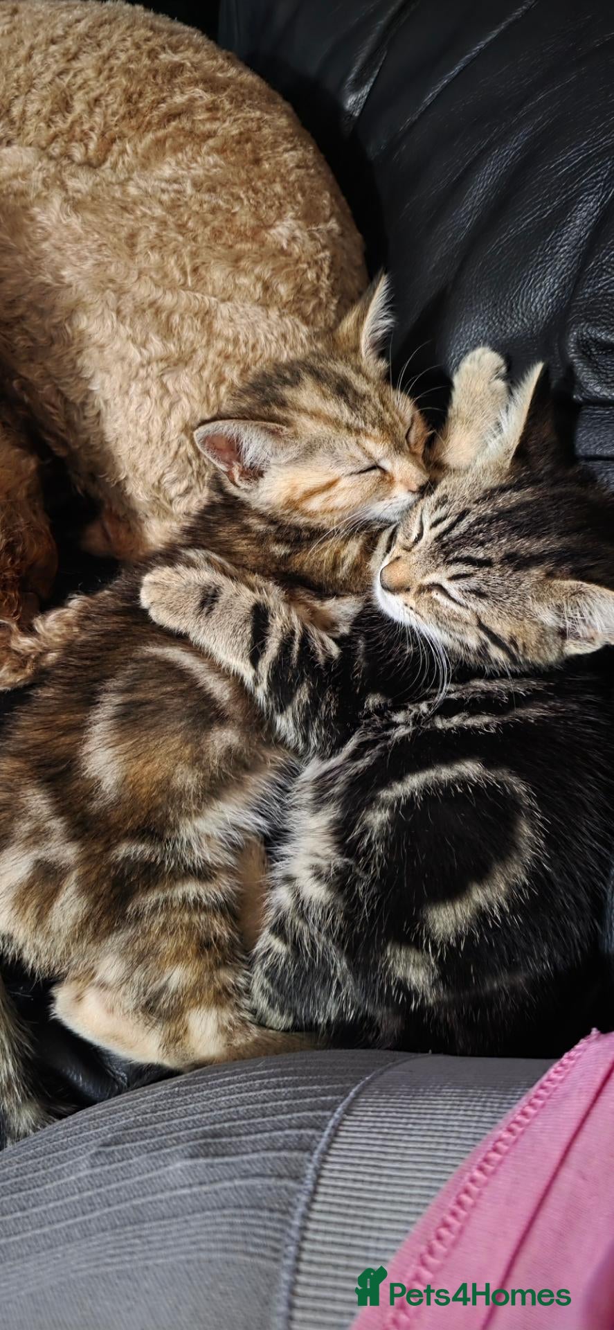 Mixed Breed cats Last 2 kittens available  - Advert 18