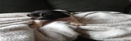 English Springer Spaniel dogs for sale: Springer spaniel - Advert 26