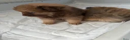 Pomeranian dogs for sale: Pomeranian puppy’s  - Advert 7