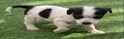 Jack Russell dogs for sale: Jack Russell puppies  - Advert 27