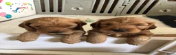 Cockapoo dogs for sale: Adorable Cockapoo Puppies  - Advert 8