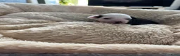 Chinese Crested dogs for sale: Lovely Chinese crested puppies for sale  - Advert 3