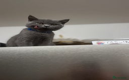British Shorthair cats for sale: British shorthair  - Image 9