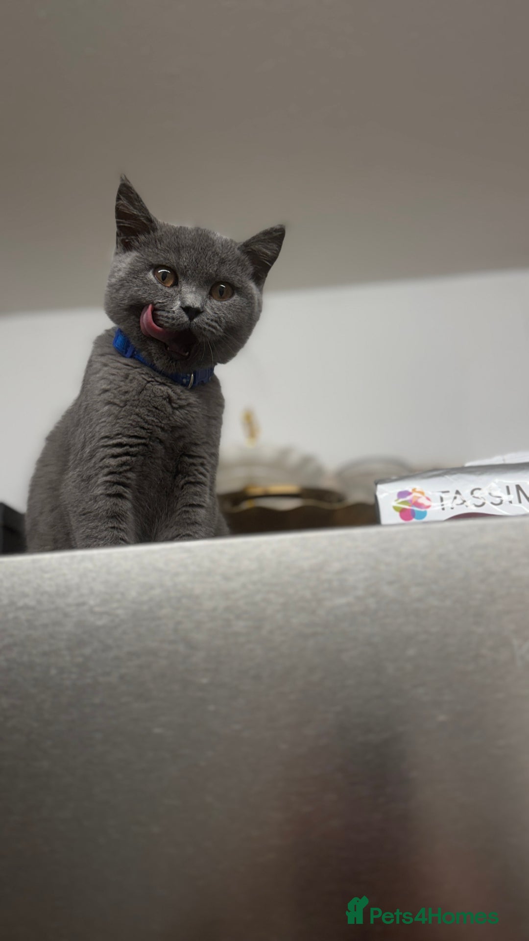 British Shorthair cats for sale: British shorthair  - Image 9