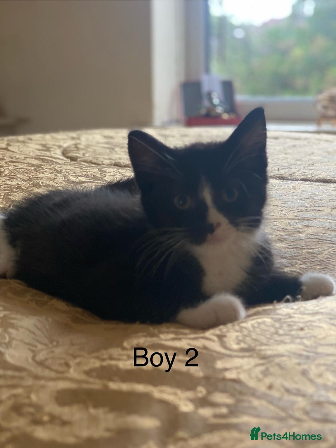 Domestic Shorthair cats for sale: 4 Playful Tuxedo Shorthair Black and White Kittens - Image 3