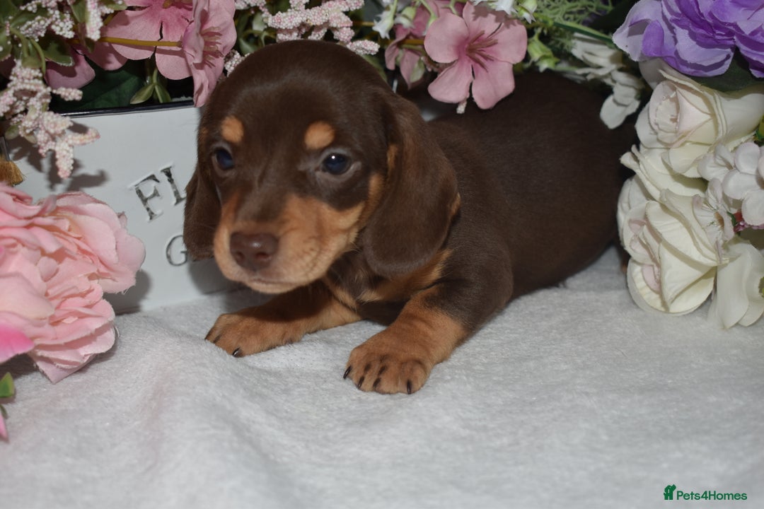 Miniature Dachshund dogs for sale: KC Smooth Coat Miniature Dachshunds - Image 7