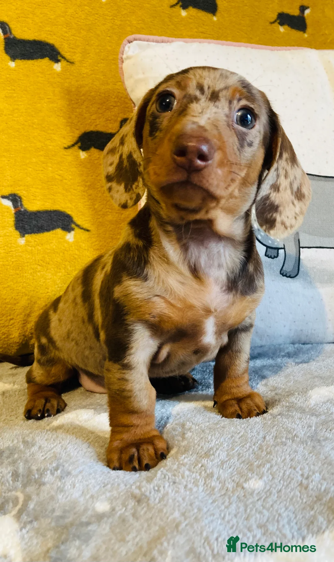 Miniature Dachshund dogs for stud: kc reg.. fully health tested miniature dachshund in Wrexham - Advert 15