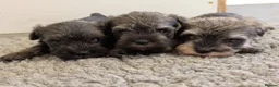 Miniature Schnauzer dogs for sale: KC Health tested Miniature Schnauzer Puppies - Advert 6