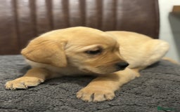 Labrador Retriever dogs for sale: Chunky Labrador Puppys Ready Now!! - Advert 3