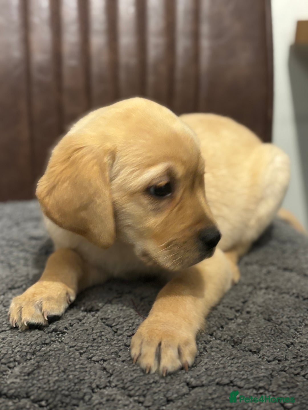 Labrador Retriever dogs for sale: Chunky Labrador Puppys Ready Now!! - Advert 3