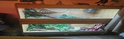 Snake reptiles for sale: FULL SET UPS X 2  - Advert 7