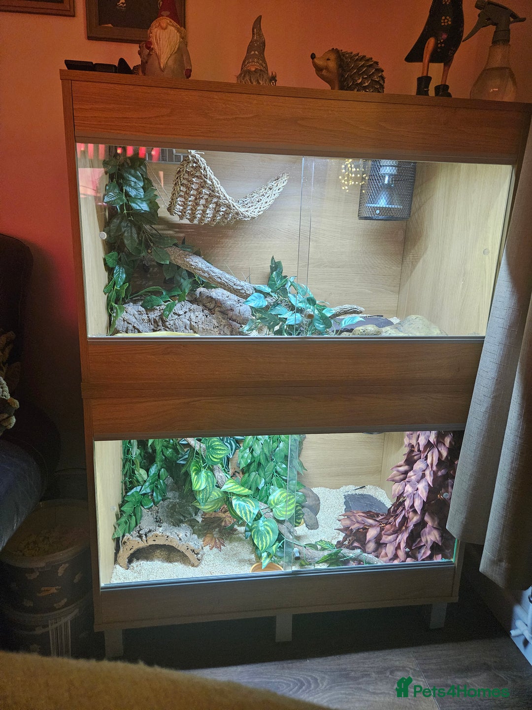 Snake reptiles for sale: FULL SET UPS X 2  - Advert 7