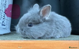 Netherland Dwarf rabbits for sale: Netherlands x lion heads  - Image 5