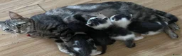 Mixed Breed cats for sale: 5 little kittens looking for there forever home - Advert 1