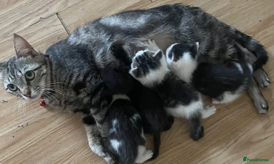 Mixed Breed cats for sale: 5 little kittens looking for there forever home - Advert 1