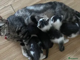 Mixed Breed cats 5 little kittens looking for there forever home - Advert 1
