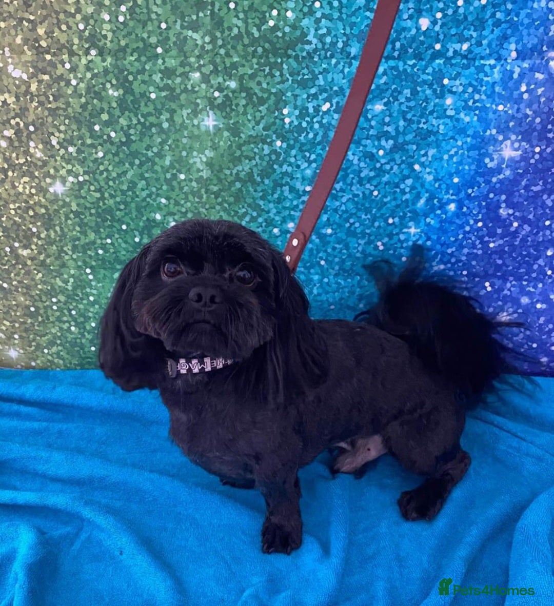 Shih Tzu dogs Imperial Shih Tzu Stud - Advert 1