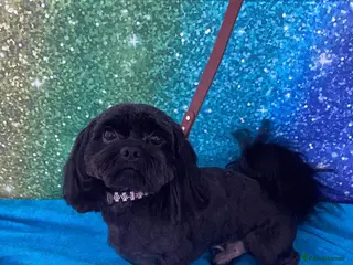 Shih Tzu dogs Imperial Shih Tzu Stud - Advert 1