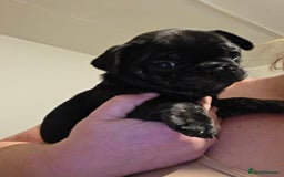 Frug dogs for sale: 5 week old frugs - Image 4