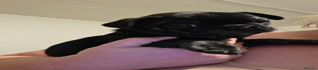 Frug Puppy 3