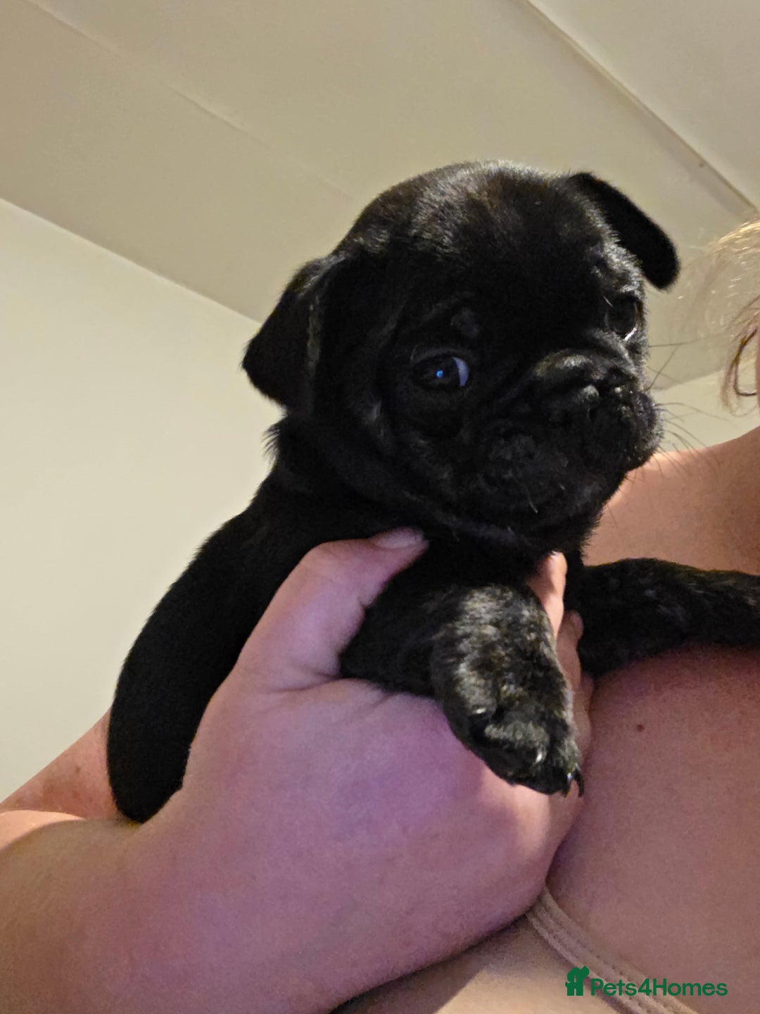 Frug dogs for sale: 5 week old frugs - Image 4