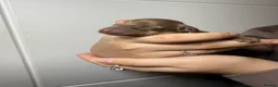 Miniature Dachshund dogs for sale: Beautiful Miniature Dachshund Puppies - Advert 15