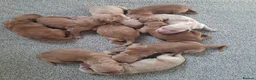 Golden Retriever dogs for sale: KC registered golden retriever pups  - Advert 4