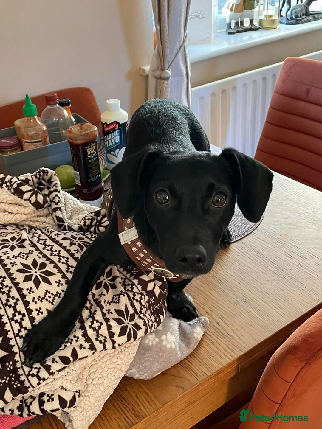 Mixed Breed dogs for adoption: Loki - Hingham Norfolk  - Advert 3