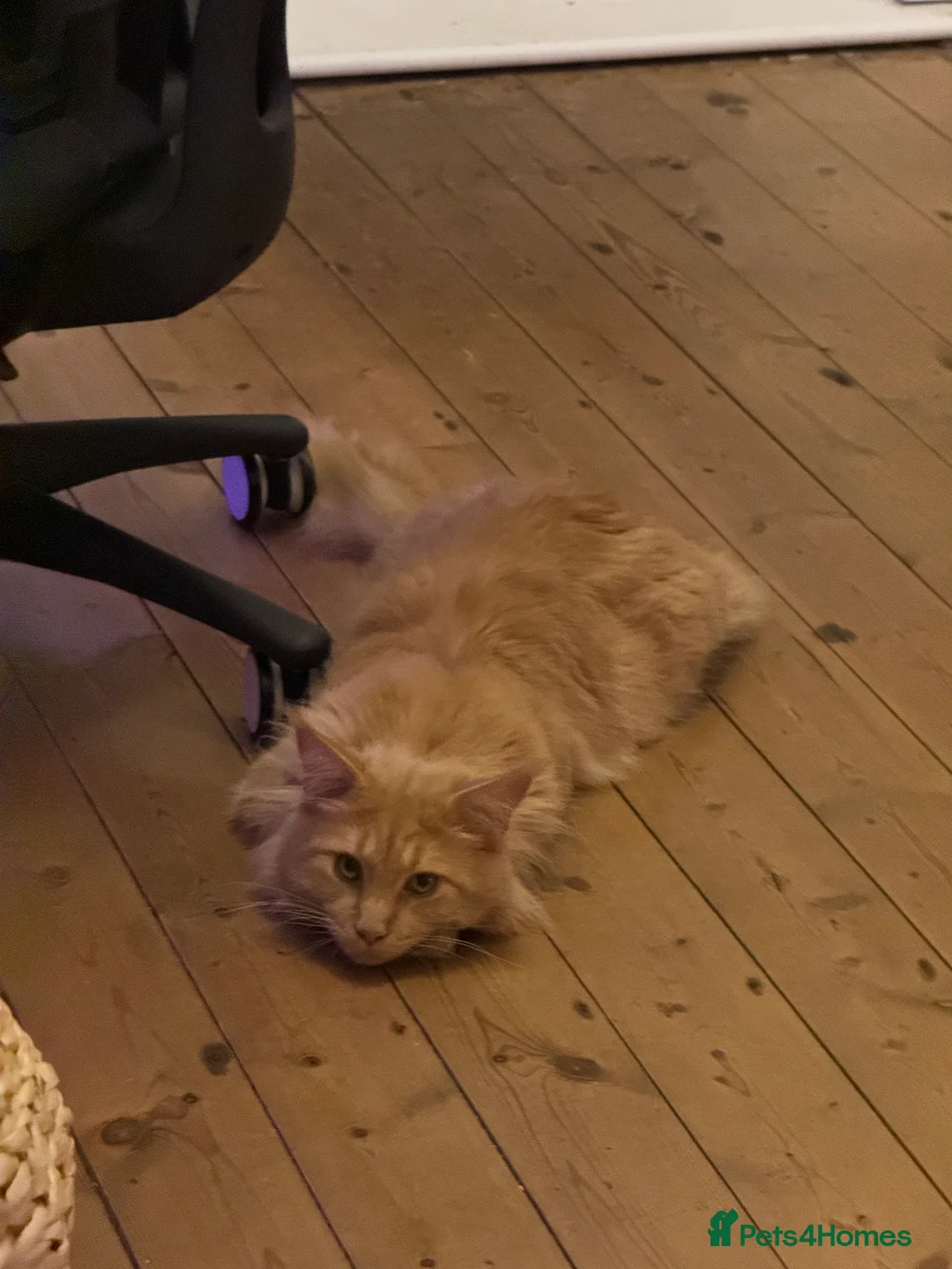 Maine Coon cats for sale: Custard - Advert 3