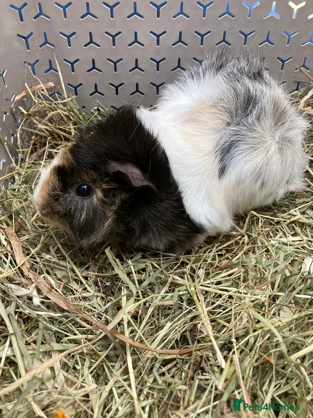 Guinea Pig rodents for sale: Pretty roan sow  - Advert 3
