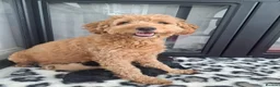 Goldendoodle dogs for sale:  Medium Goldendoodle puppies in Gateshead - Advert 1