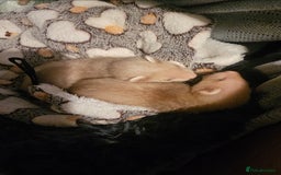 Ferret rodents for sale: 2 baby/kit ferrets to a good home - Image 1