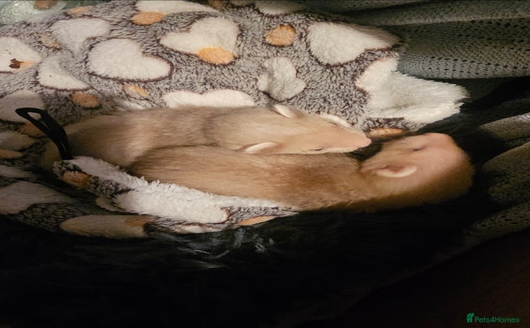 Ferret rodents - Advert 13