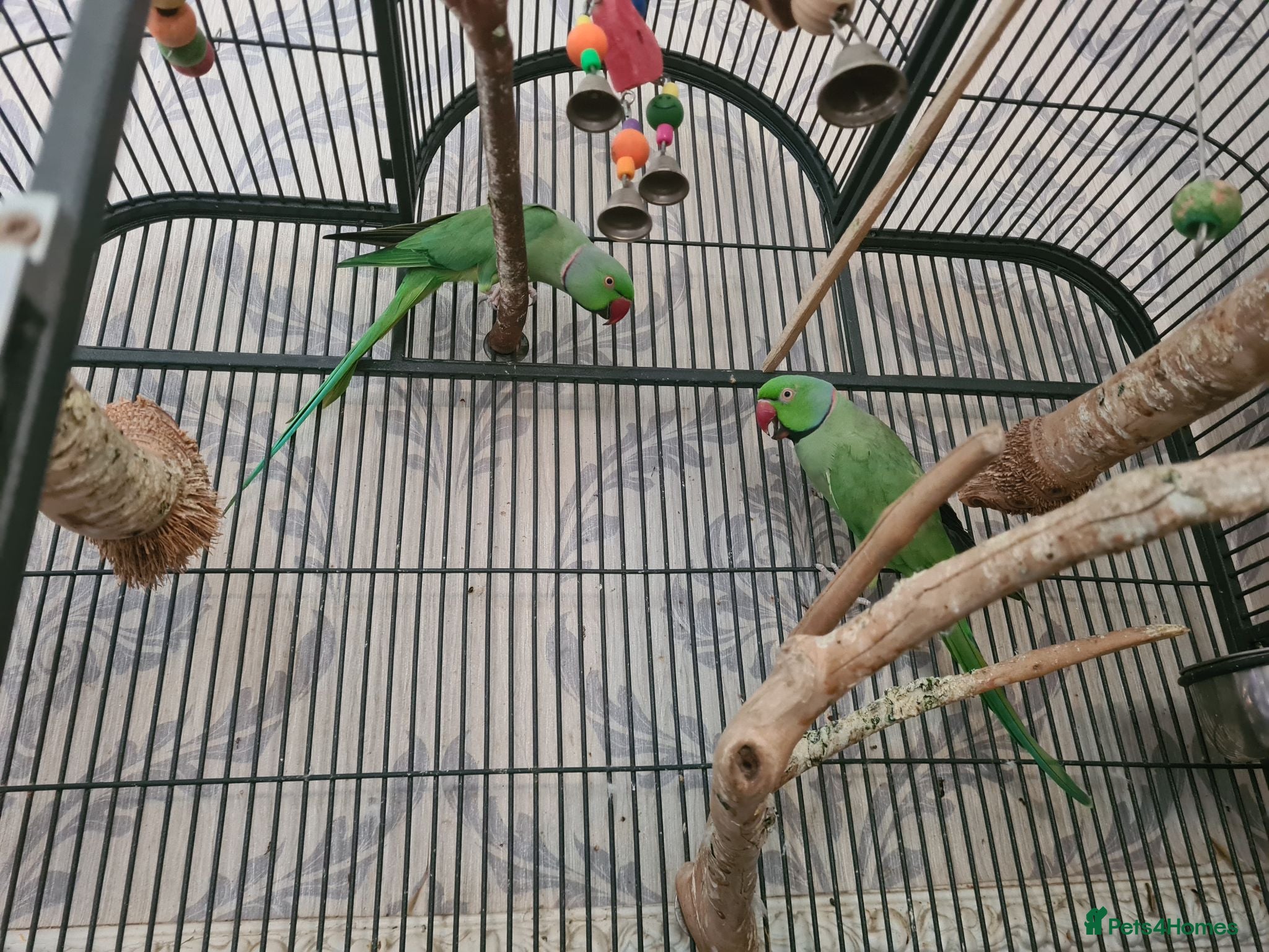 Ringnecks birds ringneck parakeets (cookie and geeta)  - Advert 1