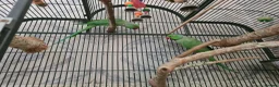 Ringnecks birds for sale: ringneck parakeets (cookie and geeta)  in Wolverhampton - Advert 1
