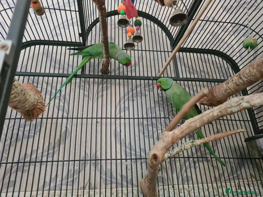 Ringnecks birds for sale: ringneck parakeets (cookie and geeta)  in Wolverhampton - Advert 1