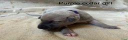 Whippet dogs for sale: Stunning blue and white whippet puppies  - Advert 15